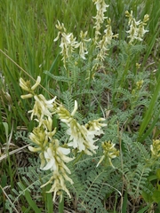 Astragalus drummondii