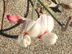 Lotus bryantii