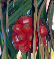 Pandanus conicus