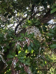 Pieris japonica