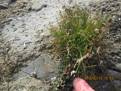 Schoenus concinnus