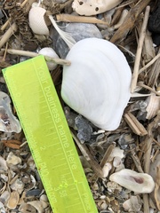 Austromacoma constricta