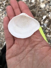 Austromacoma constricta