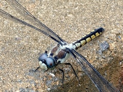 Libellula vibrans