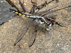 Libellula vibrans