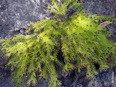 Cliococca selaginoides