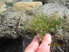 Schoenus concinnus