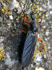 Bibio xanthopus
