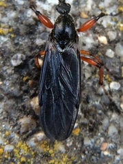 Bibio xanthopus