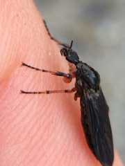 Bibio xanthopus