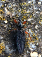 Bibio xanthopus