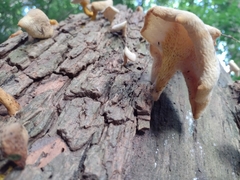 Fungi