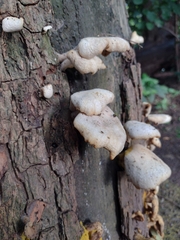 Fungi