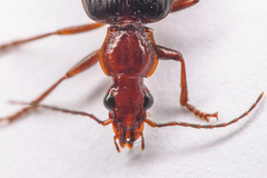 Calleida platynoides