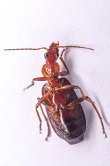 Calleida platynoides