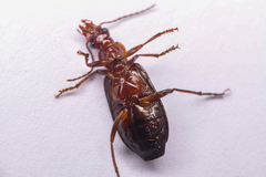 Calleida platynoides