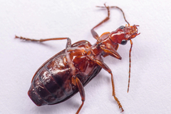 Calleida platynoides