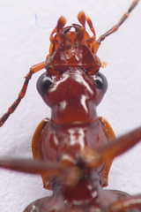 Calleida platynoides