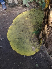 Fungi