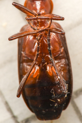 Calleida platynoides