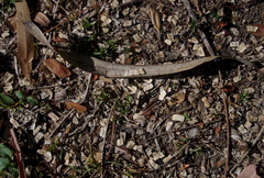 Dolichandrone spathacea