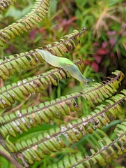 Gaeotis nigrolineata