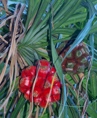 Pandanus conicus