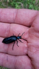 Meloe violaceus