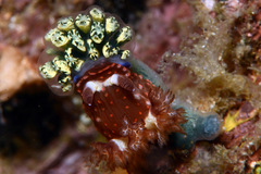 Nembrotha mullineri