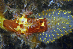 Nembrotha mullineri