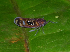 Pintalia constellaris