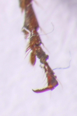 Calleida platynoides