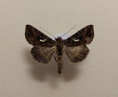 Autographa mandarina