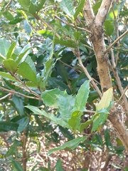 Berberis negeriana