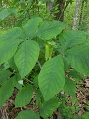 Arisaema quinatum