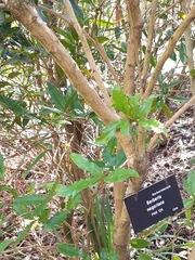Berberis negeriana
