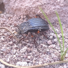 Epipedonota