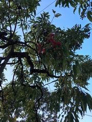 Corymbia ptychocarpa