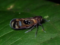 Pintalia constellaris