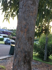 Corymbia ptychocarpa