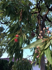 Corymbia ptychocarpa