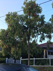 Corymbia ptychocarpa