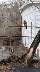Buteo lineatus