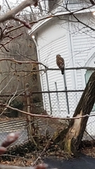 Buteo lineatus