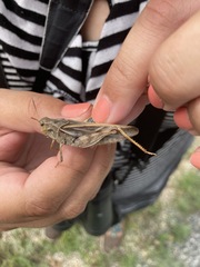 Pardalophora apiculata