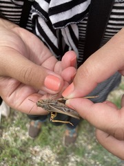 Pardalophora apiculata