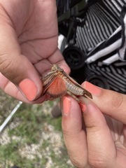 Pardalophora apiculata