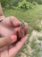 Pardalophora apiculata