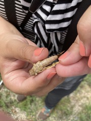 Pardalophora apiculata