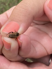 Strigoderma arbicola